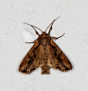 Brunt lundfly (Lacanobia suasa)