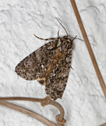 Syrekveldfly (Acronicta rumicis)