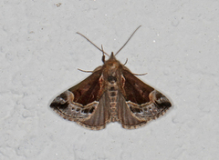 Blåbærnebbfly (Hypena crassalis)