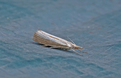 Blek nebbmott (Agriphila straminella)