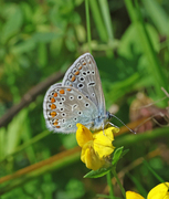 Tiriltungeblåvinge (Polyommatus icarus)