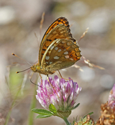 Adippeperlemorvinge (Argynnis adippe)