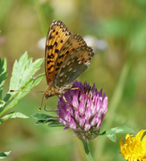 Aglajaperlemorvinge (Argynnis aglaja)