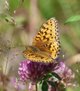 Aglajaperlemorvinge (Argynnis aglaja)