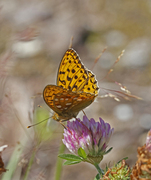 Adippeperlemorvinge (Argynnis adippe)