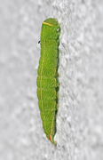 Rødfrynset båtfly (Pseudoips prasinana)