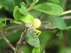 Grønnstjertvinge (Callophrys rubi)