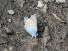 Sølvblåvinge (Polyommatus amandus)