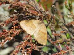 Bred skumringsmåler (Plagodis pulveraria)