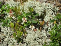 Grønnstjertvinge (Callophrys rubi)