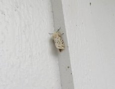 Punkttigerspinner (Spilosoma lubricipeda)