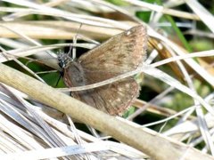 Tiriltungesmyger (Erynnis tages)