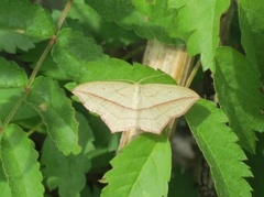 Gul syremåler (Timandra comae)