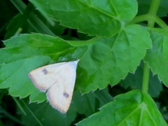 Gult nebbfly (Rivula sericealis)