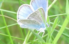 Sølvblåvinge (Polyommatus amandus)