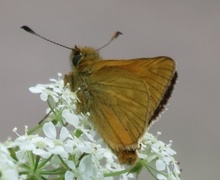 Engsmyger (Ochlodes sylvanus)