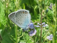 Sølvblåvinge (Polyommatus amandus)