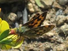 Svartflekksmyger (Carterocephalus silvicola)