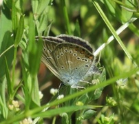 Sølvblåvinge (Polyommatus amandus)