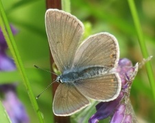 Sølvblåvinge (Polyommatus amandus)