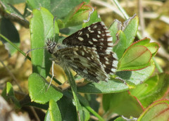 Bakkesmyger (Pyrgus malvae)