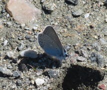 Sølvblåvinge (Polyommatus amandus)