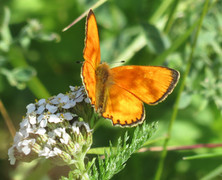 Oransjegullvinge (Lycaena virgaureae)