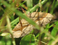 Brun bakkemåler (Scotopteryx chenopodiata)