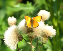 Oransjegullvinge (Lycaena virgaureae)