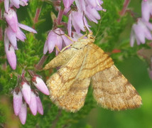 Brun buemåler (Macaria brunneata)