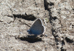 Sølvblåvinge (Polyommatus amandus)