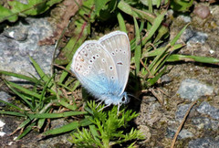 Sølvblåvinge (Polyommatus amandus)