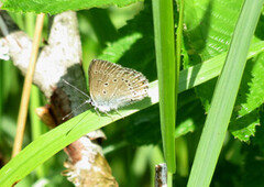 Sølvblåvinge (Polyommatus amandus)