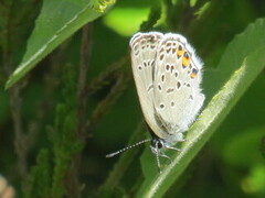 Argusblåvinge (Plebejus argus)