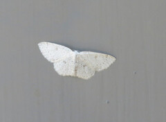 Bjørkeløvmåler (Cyclophora albipunctata)