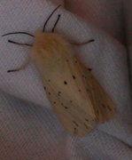 Punkttigerspinner (Spilosoma lubricipeda)