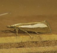 Perlemornebbmott (Catoptria margaritella)