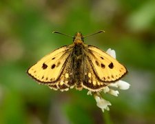 Svartflekksmyger (Carterocephalus silvicola)