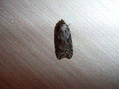 Blåbærflatvikler (Acleris maccana)