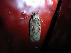 Agonopterix ocellana