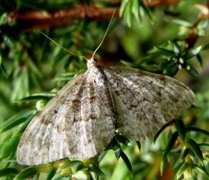 Skogbåndmåler (Xanthorhoe annotinata)