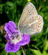 Brun blåvinge (Aricia eumedon)