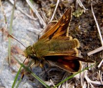 Kommasmyger (Hesperia comma)