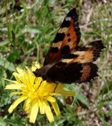 Neslesommerfugl (Aglais urticae)