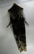 Skogkvistfly (Xylena solidaginis)