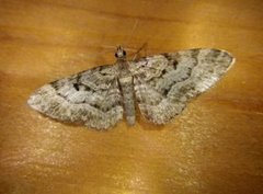 Stor kongledvergmåler (Eupithecia abietaria)