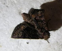 Røddusket engfly (Apamea rubrirena)