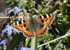 Neslesommerfugl (Aglais urticae)