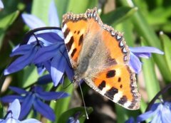 Neslesommerfugl (Aglais urticae)