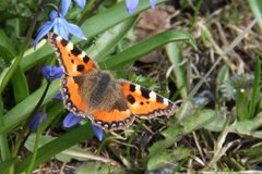 Neslesommerfugl (Aglais urticae)